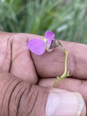 Phaseolus vulgaris