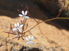 Prismatocarpus diffusus