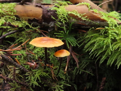 Heimiomyces fulvipes