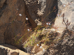 Prismatocarpus diffusus