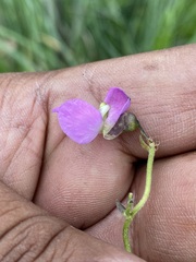 Phaseolus vulgaris