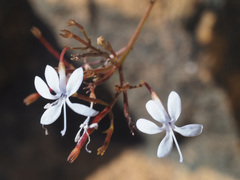 Prismatocarpus diffusus