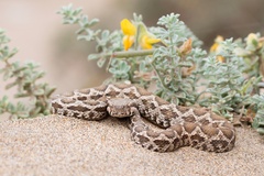 Daboia mauritanica