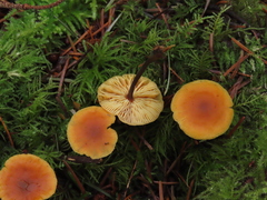 Heimiomyces fulvipes