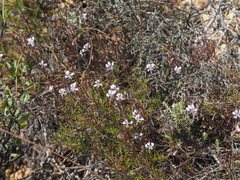 Prismatocarpus diffusus