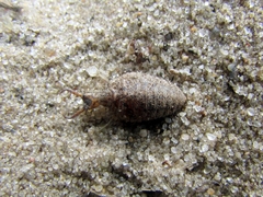 Myrmeleon formicarius