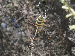 Argiope australis