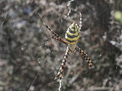 Argiope australis