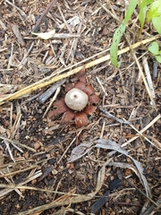 Geastrum