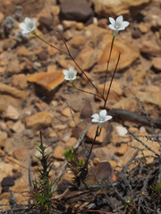 Prismatocarpus brevilobus