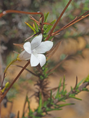 Prismatocarpus brevilobus