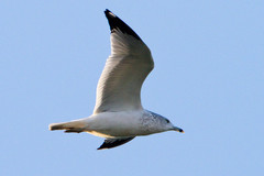 Larus delawarensis