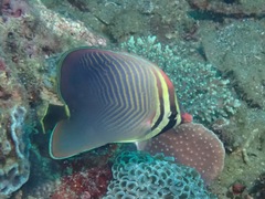 Chaetodon baronessa