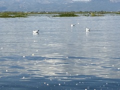 Chroicocephalus brunnicephalus