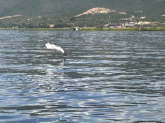 Chroicocephalus brunnicephalus