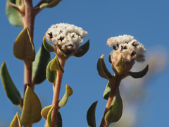 Phylica nervosa
