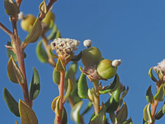 Phylica nervosa