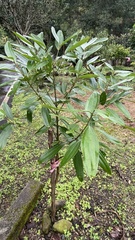 Cinnamomum verum