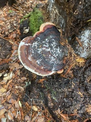Fomitopsis pinicola