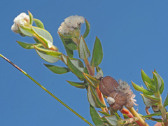 Phylica nervosa