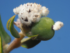Phylica nervosa