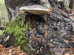 Fomitopsis pinicola