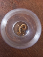 Parabuthus planicauda