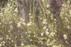 Melaleuca uncinata