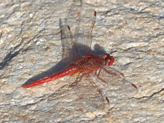 Crocothemis sanguinolenta