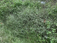 Alternanthera ficoidea