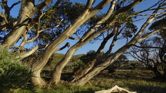 Eucalyptus pauciflora niphophila