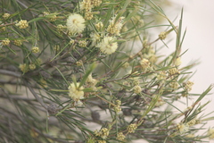 Melaleuca uncinata