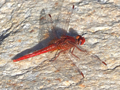 Crocothemis sanguinolenta