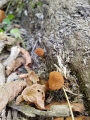 Pholiota pseudosiparia
