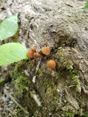 Pholiota pseudosiparia