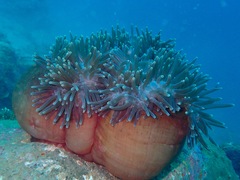 Heteractis magnifica