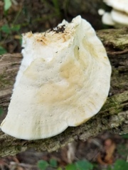 Vanderbylia robiniophila