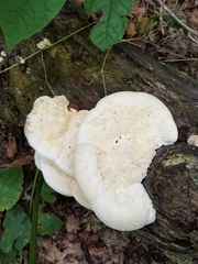 Vanderbylia robiniophila