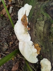 Vanderbylia robiniophila