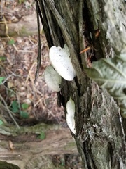 Vanderbylia robiniophila