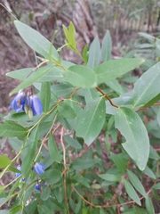 Billardiera heterophylla