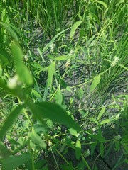 Sphenoclea zeylanica