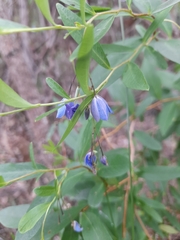 Billardiera heterophylla