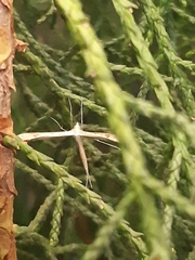Stenoptilia zophodactylus