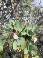 Arctostaphylos pallida