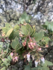 Arctostaphylos pallida