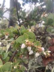 Arctostaphylos pallida