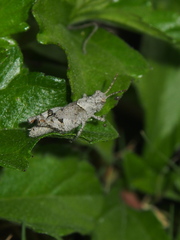 Trilophidia annulata