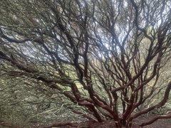 Arctostaphylos pallida