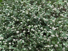 Alternanthera ficoidea